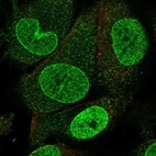 Anti-NUP153 Antibody