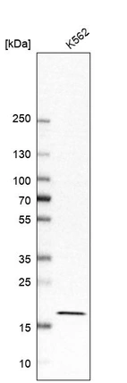 Western blot analysis in human cell line K562.