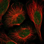 Immunofluorescent staining of human cell line U-2 OS shows localization to nucleus & vesicles.
