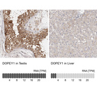 Anti-DOPEY1 Antibody