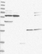 Anti-CTNNBL1 Antibody