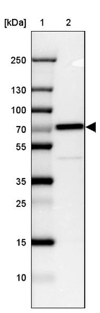 Lane 1: Marker [kDa] 250, 130, 100, 70, 55, 35, 25, 15, 10_br/_Lane 2: Human cell line CACO-2
