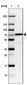 Anti-CTNNBL1 Antibody