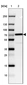 Anti-CTNNBL1 Antibody