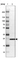 Anti-TPD52L1 Antibody