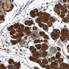 Immunohistochemical staining of human salivary gland shows high expression.