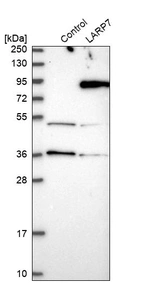 Western blot analysis in control (vector only transfected HEK293T lysate) and LARP7 over-expression lysate (Co-expressed with a C-terminal myc-DDK tag (~3.1 kDa) in mammalian HEK293T cells, LY413848).