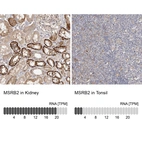 Anti-MSRB2 Antibody