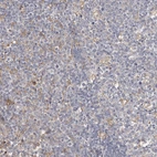 Immunohistochemical staining of human tonsil shows negative to very weak positivity in non-germinal center cells.