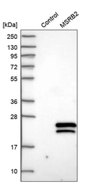 Western blot analysis in control (vector only transfected HEK293T lysate) and MSRB2 over-expression lysate (Co-expressed with a C-terminal myc-DDK tag (~3.1 kDa) in mammalian HEK293T cells, LY402169).