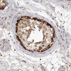 Immunohistochemical staining of human testis shows strong membranous positivity in cells in seminiferous ducts.