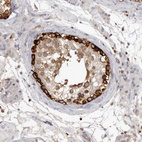 Anti-CBL Antibody