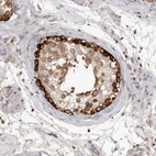 Immunohistochemical staining of human testis shows strong membranous positivity in cells in seminiferous ducts.