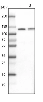 Lane 1: NIH-3T3 cell lysate (Mouse embryonic fibroblast cells)_br/_Lane 2: NBT-II cell lysate (Rat Wistar bladder tumour cells)
