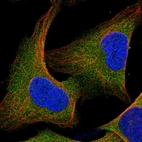Immunofluorescent staining of human cell line U-2 OS shows localization to cytosol.