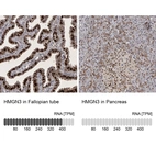 Anti-HMGN3 Antibody