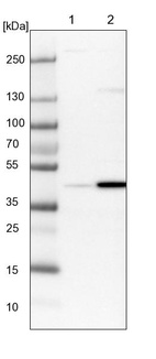 Lane 1: NIH-3T3 cell lysate (Mouse embryonic fibroblast cells)_br/_Lane 2: NBT-II cell lysate (Rat Wistar bladder tumour cells)