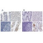 Immunohistochemical staining of human colon, liver, lymph node and testis using Anti-ZPBP2 antibody HPA027997 (A) shows similar protein distribution across tissues to independent antibody HPA053070 (B).