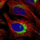 Immunofluorescent staining of human cell line U-2 OS shows localization to mitochondria.