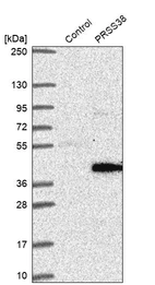 Western blot analysis in control (vector only transfected HEK293T lysate) and PRSS38 over-expression lysate (Co-expressed with a C-terminal myc-DDK tag (~3.1 kDa) in mammalian HEK293T cells, LY405225).