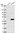 Anti-PRSS38 Antibody