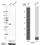 Western blot analysis in human cell line A-431 and human cell line HEK 293.