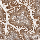 Immunohistochemical staining of human small intestine shows moderate cytoplasmic positivity in glandular cells.