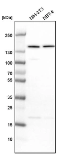 Western blot analysis in mouse cell line NIH-3T3 and rat cell line NBT-II.