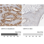 Anti-USH1C Antibody