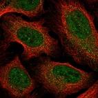 Immunofluorescent staining of human cell line U-2 OS shows localization to nucleoplasm & cytosol.