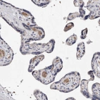 Immunohistochemical staining of human placenta shows moderate membranous positivity in erythrocytes.