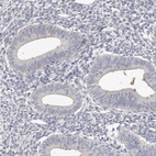 Immunohistochemical staining of human endometrium shows no positivity in glandular cells as expected.