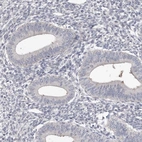 Immunohistochemical staining of human endometrium shows no positivity in glandular cells as expected.