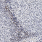 Immunohistochemical staining of human tonsil shows weak to moderate nuclear positivity in non - germinal center cells.