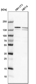 Western blot analysis in mouse cell line NIH-3T3 and rat cell line NBT-II.
