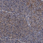 Immunohistochemical staining of human pancreas shows weak cytoplasmic positivity in exocrine glandular cells.
