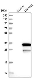 Western blot analysis in control (vector only transfected HEK293T lysate) and LYSMD1 over-expression lysate (Co-expressed with a C-terminal myc-DDK tag (~3.1 kDa) in mammalian HEK293T cells, LY403895).