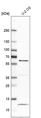 Western blot analysis in human cell line U-2 OS.