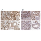 Anti-DYRK4 Antibody