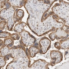 Immunohistochemical staining of human placenta shows strong cytoplasmic positivity in trophoblastic cells.