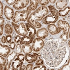 Immunohistochemical staining of human kidney shows strong cytoplasmic positivity in cells in tubules.