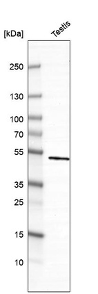Western blot analysis in human testis tissue.