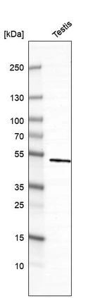 Western blot analysis in human testis tissue.