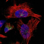 Immunofluorescent staining of human cell line U-251 MG shows localization to vesicles.
