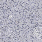 Immunohistochemical staining of human pancreas shows no positivity in exocrine glandular cells as expected.