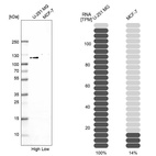 Western blot analysis in human cell lines U-251MG and MCF-7 using Anti-MAP7D1 antibody. Corresponding MAP7D1 RNA-seq data are presented for the same cell lines. Loading control: Anti-GAPDH.