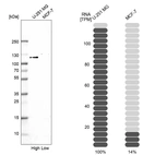 Western blot analysis in human cell lines U-251MG and MCF-7 using Anti-MAP7D1 antibody. Corresponding MAP7D1 RNA-seq data are presented for the same cell lines. Loading control: Anti-GAPDH.