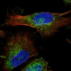 Immunofluorescent staining of human cell line U-251 MG shows localization to cytosol & microtubules.