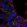 Anti-EPB41 Antibody