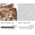 Anti-AMPD1 Antibody